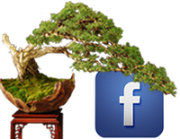 facebook-logo-bonsai-1