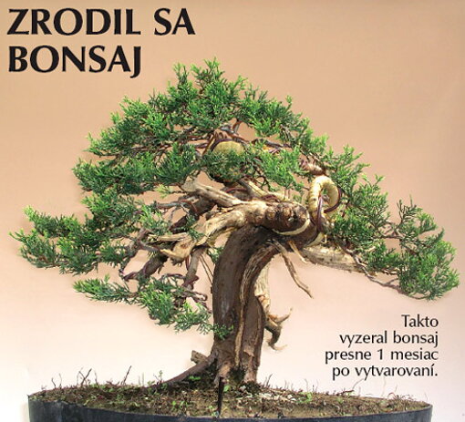 Bonsai Slovakia 2006